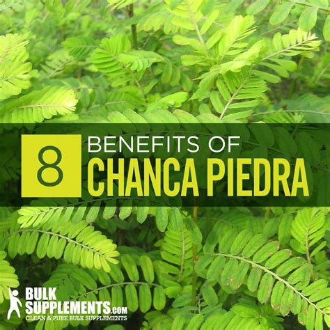 Chanca Piedra: Benefits, Side Effects & Dosage.